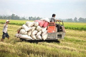 Mekong Delta forum to discuss agricultural restructuring - ảnh 1